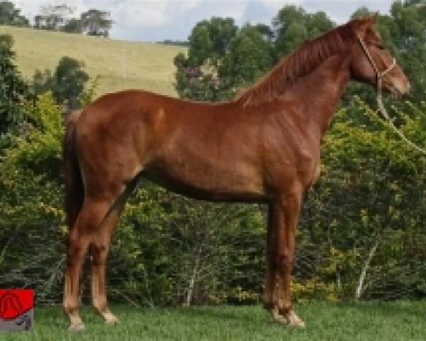 Pferd First Class GMS (Brasilianisches Reitpferd, 2010, von Cool de Laubry Z)