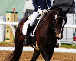 dressage horse Shadowfax 4 (Mecklenburg, 2008, from Sir Donnerhall I)