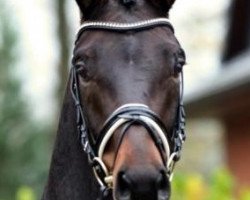 dressage horse Funboy (Oldenburg, 2011, from Fürstenball)