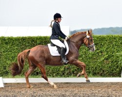 dressage horse Hansi Deluxe (German Riding Pony, 2009, from Hot Cream 3)