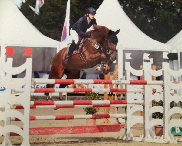jumper Piro 39 (Hanoverian, 2007, from Perigueux)