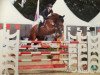 jumper Piro 39 (Hanoverian, 2007, from Perigueux)