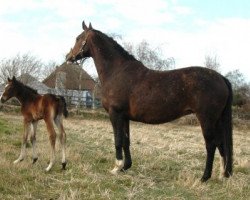 broodmare Ramontane (KWPN (Royal Dutch Sporthorse), 1998, from Cavalier)