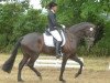 dressage horse Fibonacci 15 (Hanoverian, 2009, from Florencio I)