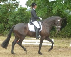 dressage horse Fibonacci 15 (Hanoverian, 2009, from Florencio I)