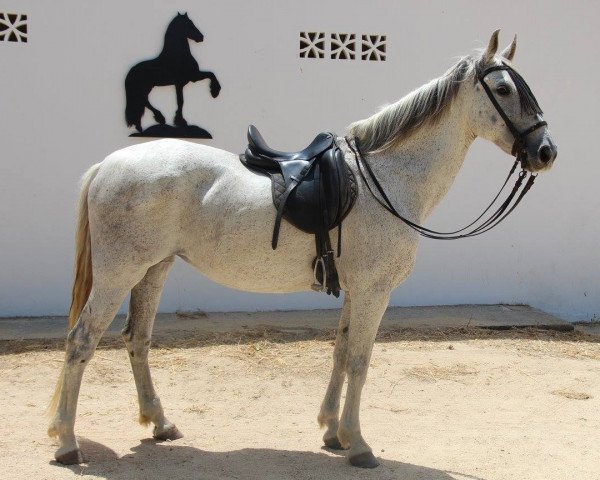 horse CHULA (Pura Raza Espanola (PRE), 2003)