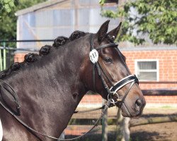 Dressurpferd Atrevida de Ávila (Lusitano, 2010)