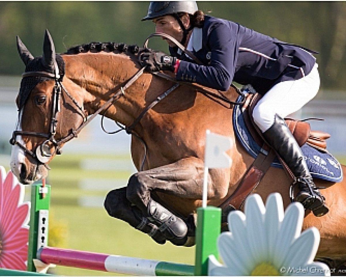 stallion Osiris D'Orion (Selle Français, 2002, from Robin II Z)