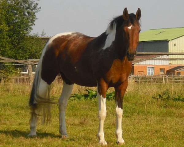 horse Ischtar (German Warmblood, 1998, from Intschuschuna)