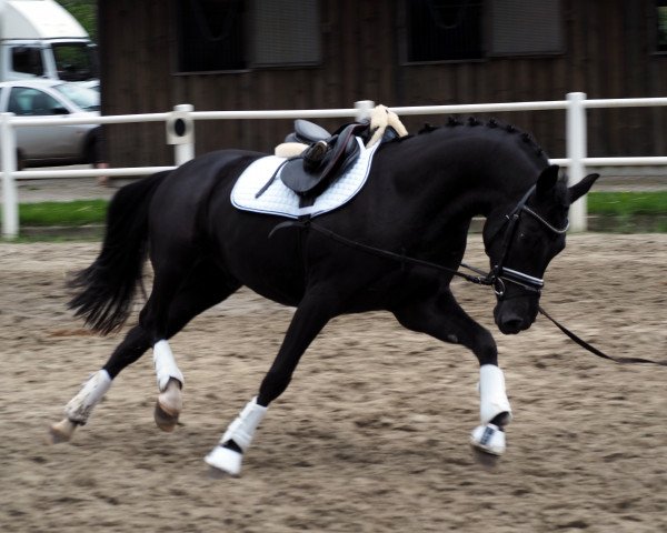 dressage horse Natcho Nova (German Riding Pony, 2011, from Nemax)