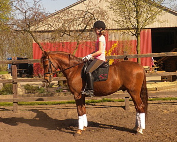 Pferd Tegucigalpa (Deutsches Reitpony, 2007, von Timing)