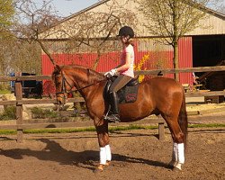 horse Tegucigalpa (German Riding Pony, 2007, from Timing)