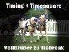 Deckhengst Timing (Welsh Pony (Sek.B), 2003, von Tizian)