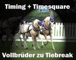 Deckhengst Timing (Welsh Pony (Sek.B), 2003, von Tizian)