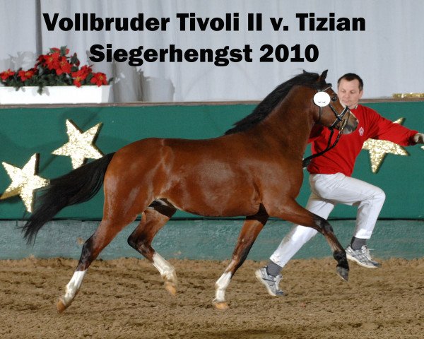 stallion Tivoli II (Welsh-Pony (Section B), 2008, from Tizian)