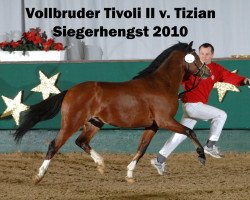 Deckhengst Tivoli II (Welsh Pony (Sek.B), 2008, von Tizian)