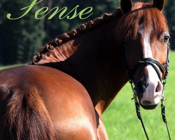 Zuchtstute Sixth Sense of Life (Welsh Pony (Sek.B), 2001, von Tizian)