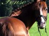 broodmare Sixth Sense of Life (Welsh-Pony (Section B), 2001, from Tizian)