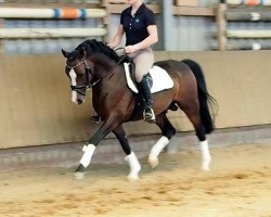 stallion Tiebreak (Welsh-Pony (Section B), 2009, from Tizian)