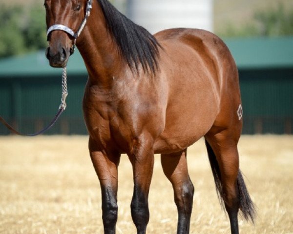 horse JL Red Cupid (Quarter Horse, 2013, from Red xx)