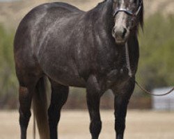 Zuchtstute CS Dee Light (Quarter Horse, 2006, von Royal Quick Dash)