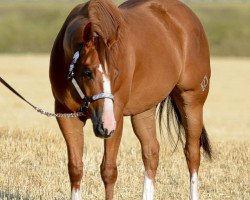 horse JL Rocpaperscissors (Quarter Horse, 2012, from JL Sirocco)