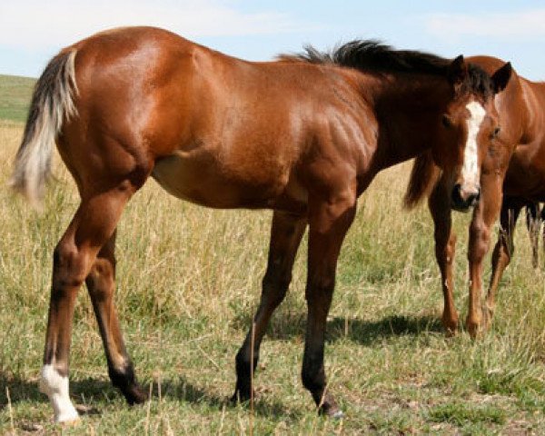 horse JL A Smooth Cut (Quarter Horse, 2011, from A Smooth Guy)