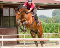 jumper Jurian 2 (KWPN (Royal Dutch Sporthorse), 2009, from Jumper)