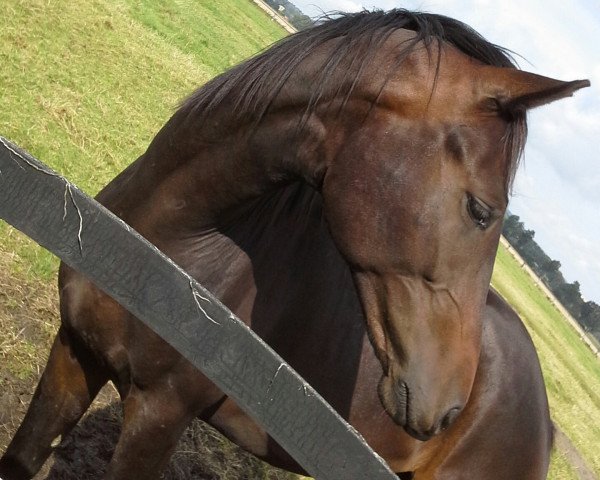 dressage horse Frappucchino (Oldenburg, 2012, from Foundation 2)