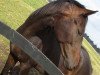 dressage horse Frappucchino (Oldenburg, 2012, from Foundation 2)