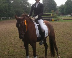 dressage horse Hoppenhof's Imke (New Forest Pony, 2001, from Hoppenhof's Erwin)