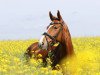 dressage horse Queen Dita (Mecklenburg, 2009, from Janosch)