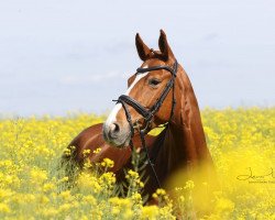 dressage horse Queen Dita (Mecklenburg, 2009, from Janosch)