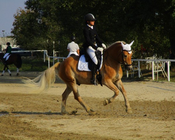 jumper Alberto S (Haflinger, 2008, from 1397 Agra)