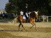 Springpferd Alberto S (Haflinger, 2008, von 1397 Agra)