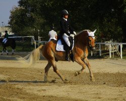 Springpferd Alberto S (Haflinger, 2008, von 1397 Agra)