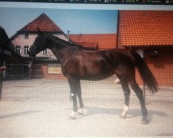 broodmare Grandezza (Hanoverian, 2002, from Galvano)