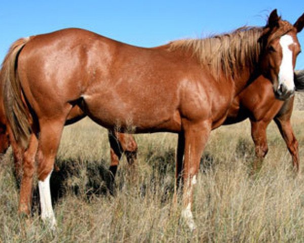 horse JL Nip And Tuck (Quarter Horse, 2009, from As Good As Nick Gets)