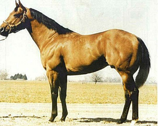 Deckhengst Bully Bullion (Quarter Horse, 1984, von Special Effort)