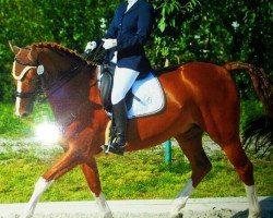 dressage horse Dalmayr (German Sport Horse, 2004, from Dionysos 19)