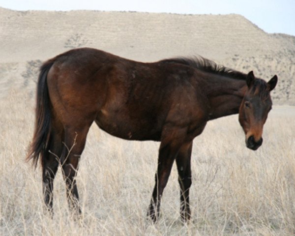 Pferd JL Red Bull (Quarter Horse, 2008, von Bully Bullion)