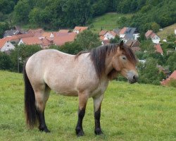 Pferd Oktave (Rheinisch-Deutsches Kaltblut, 2013, von Erkan)