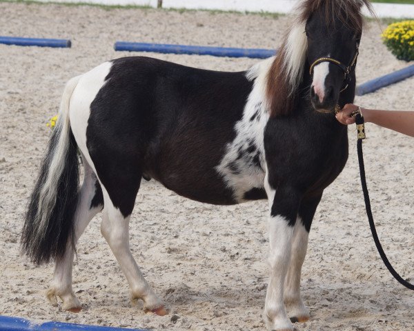 Deckhengst Fjodor vom Nordwind (Dt.Part-bred Shetland Pony, 2014, von Flashdancer)