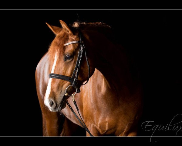 horse Cyrella (German Riding Pony, 2006, from Cyriac WE)