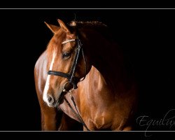 Pferd Cyrella (Deutsches Reitpony, 2006, von Cyriac WE)