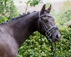 Pferd Henry (Deutsches Reitpony, 2012, von High Flow's Oxford)