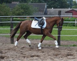 Springpferd Niko (Deutsches Reitpony, 2012, von Nadir vom Splitting WE)