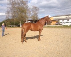 Springpferd Belle Jument Alezane (KWPN (Niederländisches Warmblut), 2011, von Bugatti VDL)