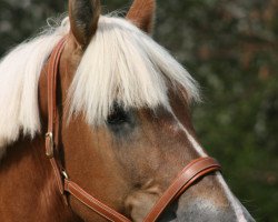 broodmare Esprit (Rhenish-German Cold-Blood, 2003, from Eberhard)