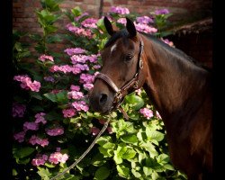 broodmare Diabella 3 (Hanoverian, 2005, from Depardieu 11)